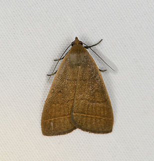 Simplicia cornicalis, Minggre, Arfak Mountains, Papua Tentative ID, I have some doubts about the leg color. Arfak Mountains,Australia (continent),Geotagged,Indonesia,Minggre,New Guinea,Papua,Papua 2023,Simplicia cornicalis,Spring,Vogelkop,West Papua,Western New Guinea