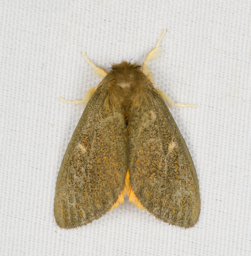 Nygmiini, Minggre, Arfak Mountains, Papua  Arfak Mountains,Australia (continent),Geotagged,Indonesia,Minggre,New Guinea,Papua,Papua 2023,Spring,Vogelkop,West Papua,Western New Guinea