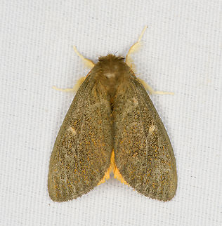 Nygmiini, Minggre, Arfak Mountains, Papua  Arfak Mountains,Australia (continent),Geotagged,Indonesia,Minggre,New Guinea,Papua,Papua 2023,Spring,Vogelkop,West Papua,Western New Guinea