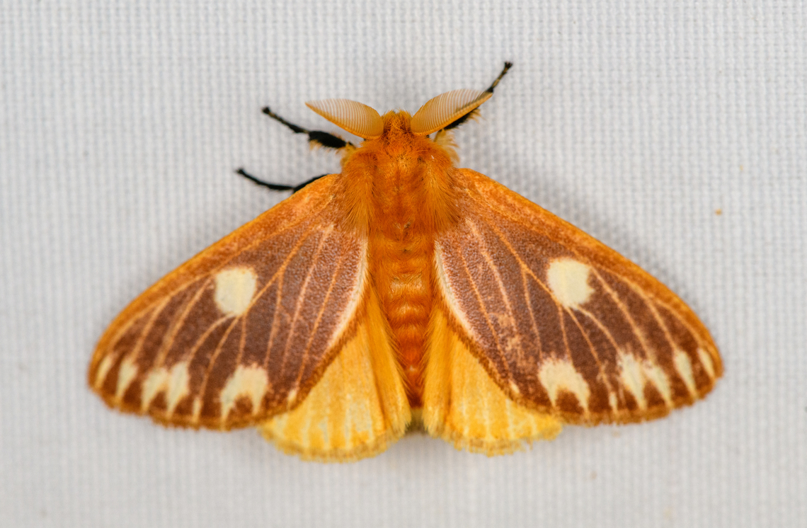 Nygmia sp., Minggre, Arfak Mountains, Papua  Arfak Mountains,Australia (continent),Geotagged,Indonesia,Minggre,New Guinea,Papua,Papua 2023,Spring,Vogelkop,West Papua,Western New Guinea