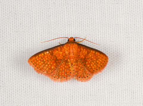 Small orange moth, Minggre, Arfak Mountains, Papua  Arfak Mountains,Australia (continent),Geotagged,Indonesia,Minggre,New Guinea,Papua,Papua 2023,Spring,Vogelkop,West Papua,Western New Guinea