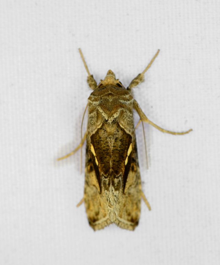 Chrysodeixis sp., Minggre, Arfak Mountains, Papua  Arfak Mountains,Australia (continent),Geotagged,Indonesia,Minggre,New Guinea,Papua,Papua 2023,Spring,Vogelkop,West Papua,Western New Guinea