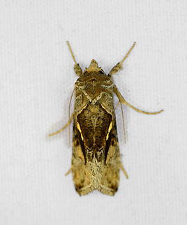 Chrysodeixis sp., Minggre, Arfak Mountains, Papua  Arfak Mountains,Australia (continent),Geotagged,Indonesia,Minggre,New Guinea,Papua,Papua 2023,Spring,Vogelkop,West Papua,Western New Guinea