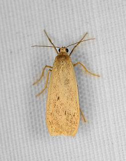 Lambula flavobrunnea