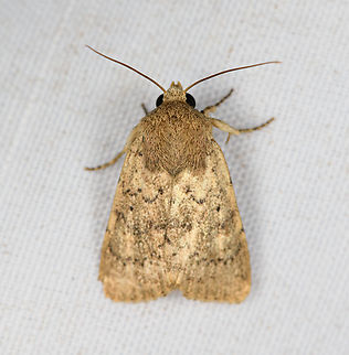 Unknown Moth, Minggre, Arfak Mountains, Papua Proteuxoa sp. comes close. Arfak Mountains,Australia (continent),Geotagged,Indonesia,Minggre,New Guinea,Papua,Papua 2023,Spring,Vogelkop,West Papua,Western New Guinea
