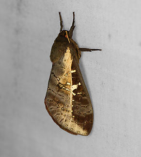 Oxycanus sp., Minggre, Arfak Mountains, Papua Species in this genus have a very variable appearance, they can only be accurately identified by the genitalia of the male. Arfak Mountains,Australia (continent),Geotagged,Indonesia,Minggre,New Guinea,Papua,Papua 2023,Spring,Vogelkop,West Papua,Western New Guinea