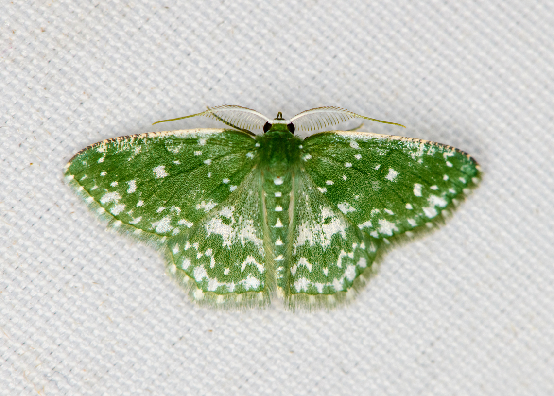 Prasinocyma albiseriata, Minggre, Arfak Mountains, Papua  Arfak Mountains,Australia (continent),Geotagged,Indonesia,Minggre,New Guinea,Papua,Papua 2023,Prasinocyma albiseriata,Spring,Vogelkop,West Papua,Western New Guinea