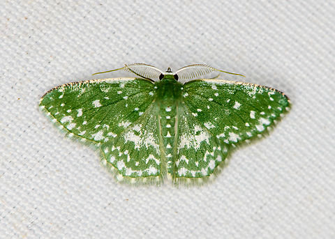 Prasinocyma albiseriata, Minggre, Arfak Mountains, Papua  Arfak Mountains,Australia (continent),Geotagged,Indonesia,Minggre,New Guinea,Papua,Papua 2023,Prasinocyma albiseriata,Spring,Vogelkop,West Papua,Western New Guinea