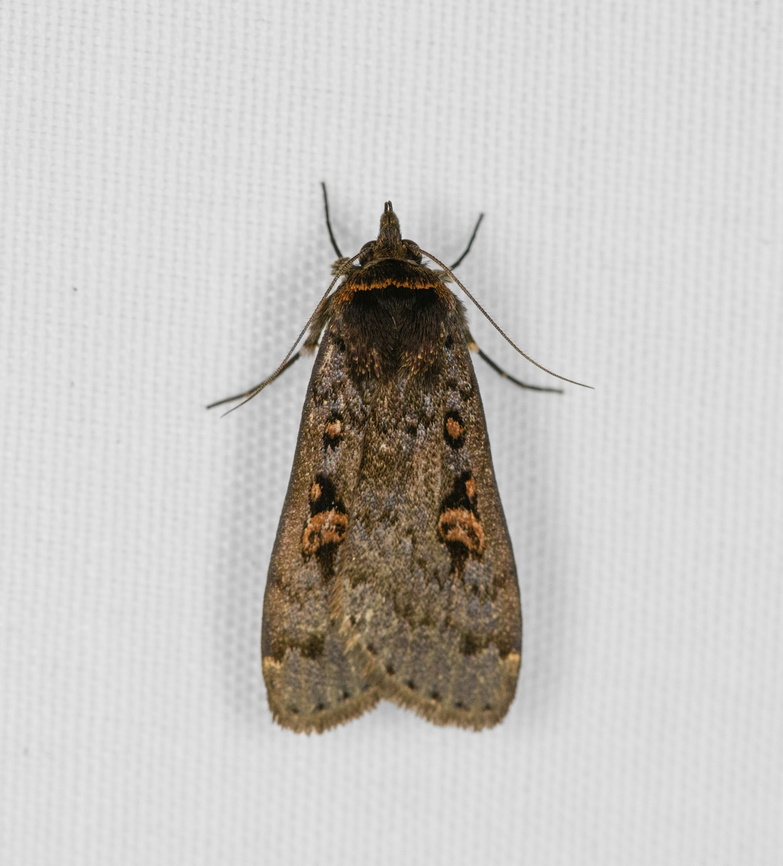 Cutworm Moth, Minggre, Arfak Mountains, Papua  Arfak Mountains,Australia (continent),Geotagged,Indonesia,Minggre,New Guinea,Papua,Papua 2023,Spring,Vogelkop,West Papua,Western New Guinea