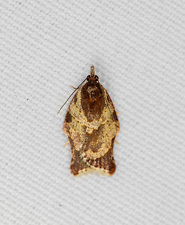 Archipini, Minggre, Arfak Mountains, Papua  Arfak Mountains,Australia (continent),Geotagged,Indonesia,Minggre,New Guinea,Papua,Papua 2023,Spring,Vogelkop,West Papua,Western New Guinea