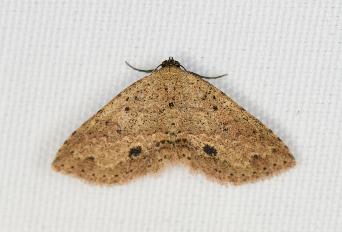 Hypobleta cymaea, Minggre, Arfak Mountains, Papua  Arfak Mountains,Australia (continent),Geotagged,Hypobleta cymaea,Indonesia,Minggre,New Guinea,Papua,Papua 2023,Spring,Vogelkop,West Papua,Western New Guinea