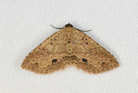 Hypobleta cymaea, Minggre, Arfak Mountains, Papua  Arfak Mountains,Australia (continent),Geotagged,Hypobleta cymaea,Indonesia,Minggre,New Guinea,Papua,Papua 2023,Spring,Vogelkop,West Papua,Western New Guinea