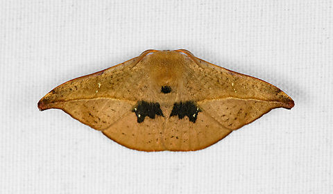 Hooktip Moth, Minggre, Arfak Mountains, Papua  Arfak Mountains,Australia (continent),Geotagged,Indonesia,Minggre,New Guinea,Papua,Papua 2023,Spring,Vogelkop,West Papua,Western New Guinea