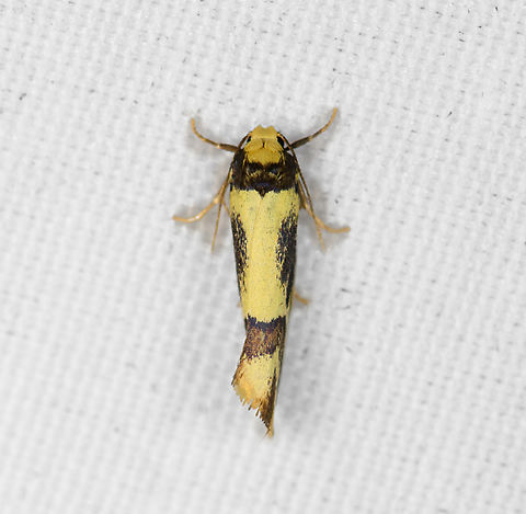 Oecophoridae or Tineidae, Minggre, Arfak Mountains, Papua  Arfak Mountains,Australia (continent),Geotagged,Indonesia,Minggre,New Guinea,Papua,Papua 2023,Spring,Vogelkop,West Papua,Western New Guinea