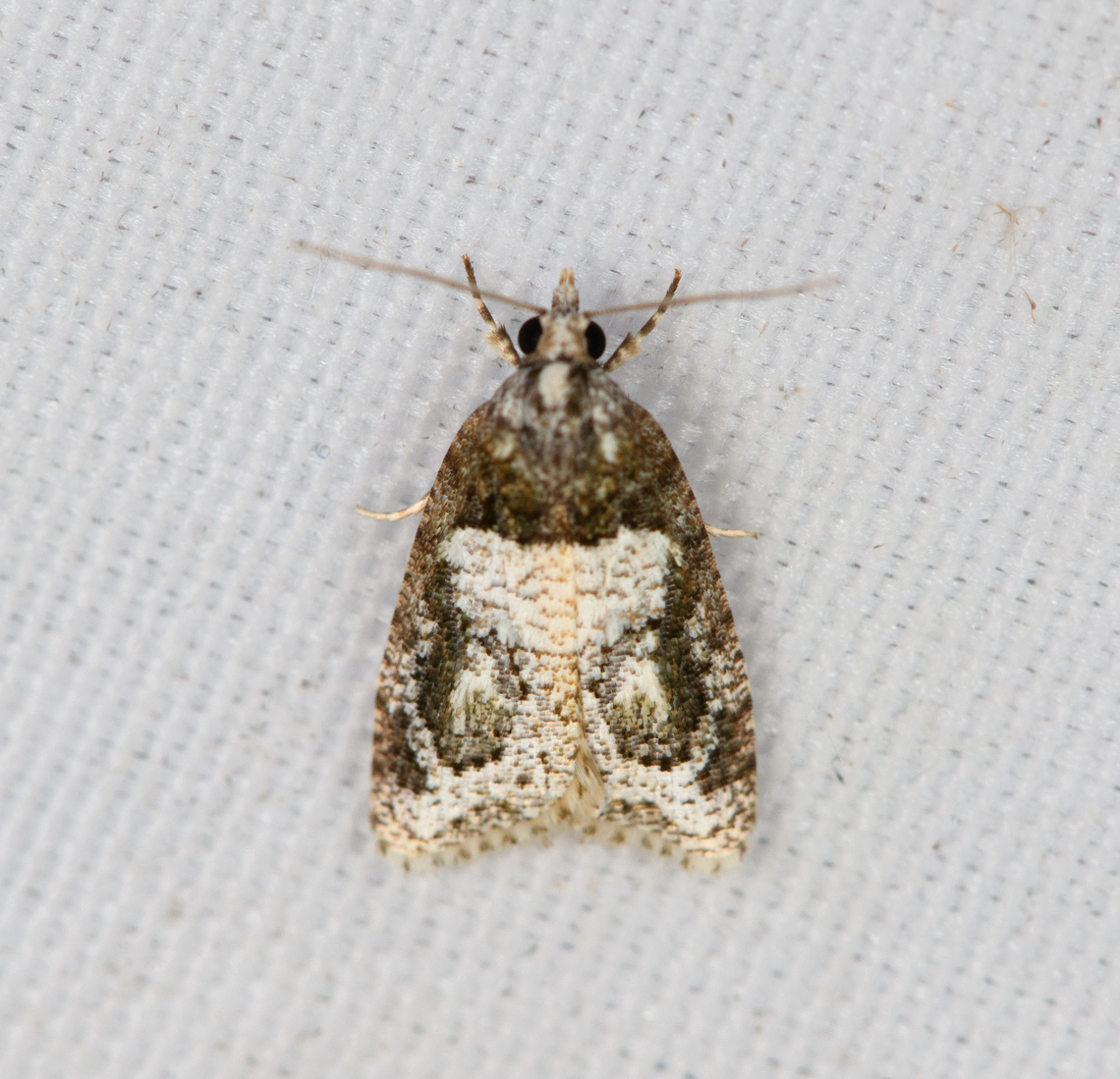 Tortricidae  Moth, Minggre, Arfak Mountains, Papua Similar but slightly different:<br />
<figure class="photo"><a href="https://www.jungledragon.com/image/157689/tortricidae_moth_minggre_arfak_mountains_papua.html" title="Tortricidae  Moth, Minggre, Arfak Mountains, Papua"><img src="https://s3.amazonaws.com/media.jungledragon.com/images/2/157689_thumb.jpg?AWSAccessKeyId=05GMT0V3GWVNE7GGM1R2&Expires=1759968010&Signature=6er3Zxg%2FD%2BgDMUO6WU%2BfaP6brYE%3D" width="146" height="152" alt="Tortricidae  Moth, Minggre, Arfak Mountains, Papua Tiny, only a few mm. Arfak Mountains,Australia (continent),Geotagged,Indonesia,Minggre,New Guinea,Papua,Papua 2023,Spring,Vogelkop,West Papua,Western New Guinea" /></a></figure> Arfak Mountains,Australia (continent),Geotagged,Indonesia,Minggre,New Guinea,Papua,Papua 2023,Spring,Vogelkop,West Papua,Western New Guinea