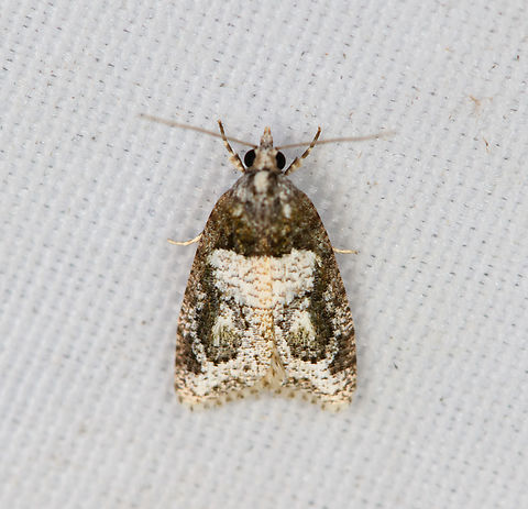 Tortricidae  Moth, Minggre, Arfak Mountains, Papua Similar but slightly different:
https://www.jungledragon.com/image/157689/tortricidae_moth_minggre_arfak_mountains_papua.html Arfak Mountains,Australia (continent),Geotagged,Indonesia,Minggre,New Guinea,Papua,Papua 2023,Spring,Vogelkop,West Papua,Western New Guinea