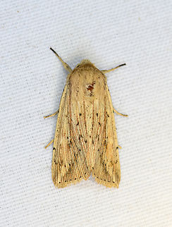 Cutworm Moth, Minggre, Arfak Mountains, Papua Similar:
https://www.inaturalist.org/observations/146964548 Arfak Mountains,Australia (continent),Geotagged,Indonesia,Minggre,New Guinea,Papua,Papua 2023,Spring,Vogelkop,West Papua,Western New Guinea