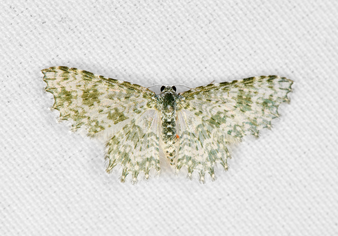 Geometer Moth, Minggre, Arfak Mountains, Papua  Arfak Mountains,Australia (continent),Geotagged,Indonesia,Minggre,New Guinea,Papua,Papua 2023,Spring,Vogelkop,West Papua,Western New Guinea