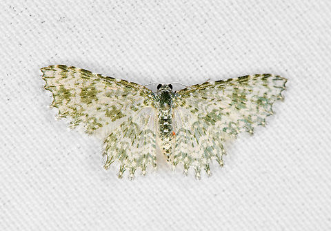 Geometer Moth, Minggre, Arfak Mountains, Papua  Arfak Mountains,Australia (continent),Geotagged,Indonesia,Minggre,New Guinea,Papua,Papua 2023,Spring,Vogelkop,West Papua,Western New Guinea
