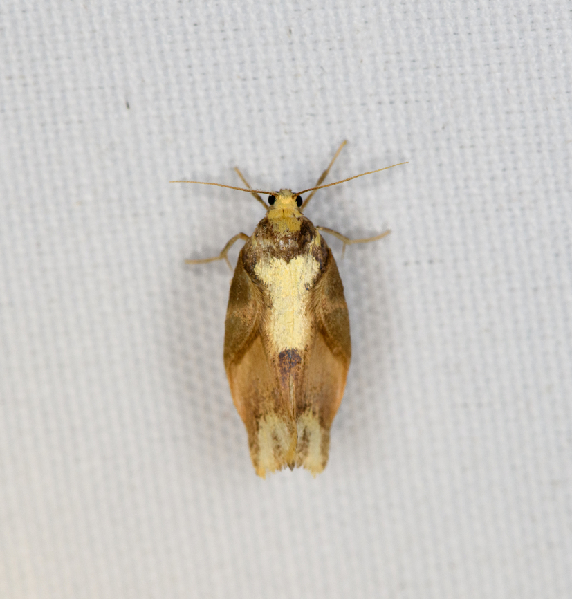 Tortricidae  Moth, Minggre, Arfak Mountains, Papua  Arfak Mountains,Australia (continent),Geotagged,Indonesia,Minggre,New Guinea,Papua,Papua 2023,Spring,Vogelkop,West Papua,Western New Guinea