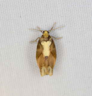 Tortricidae  Moth, Minggre, Arfak Mountains, Papua  Arfak Mountains,Australia (continent),Geotagged,Indonesia,Minggre,New Guinea,Papua,Papua 2023,Spring,Vogelkop,West Papua,Western New Guinea