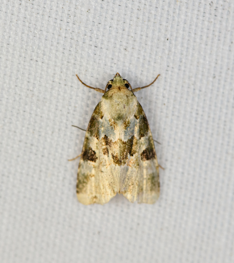 Small Moth, Minggre, Arfak Mountains, Papua  Arfak Mountains,Australia (continent),Geotagged,Indonesia,Minggre,New Guinea,Papua,Papua 2023,Spring,Vogelkop,West Papua,Western New Guinea