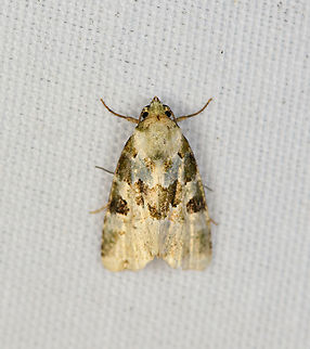 Small Moth, Minggre, Arfak Mountains, Papua  Arfak Mountains,Australia (continent),Geotagged,Indonesia,Minggre,New Guinea,Papua,Papua 2023,Spring,Vogelkop,West Papua,Western New Guinea