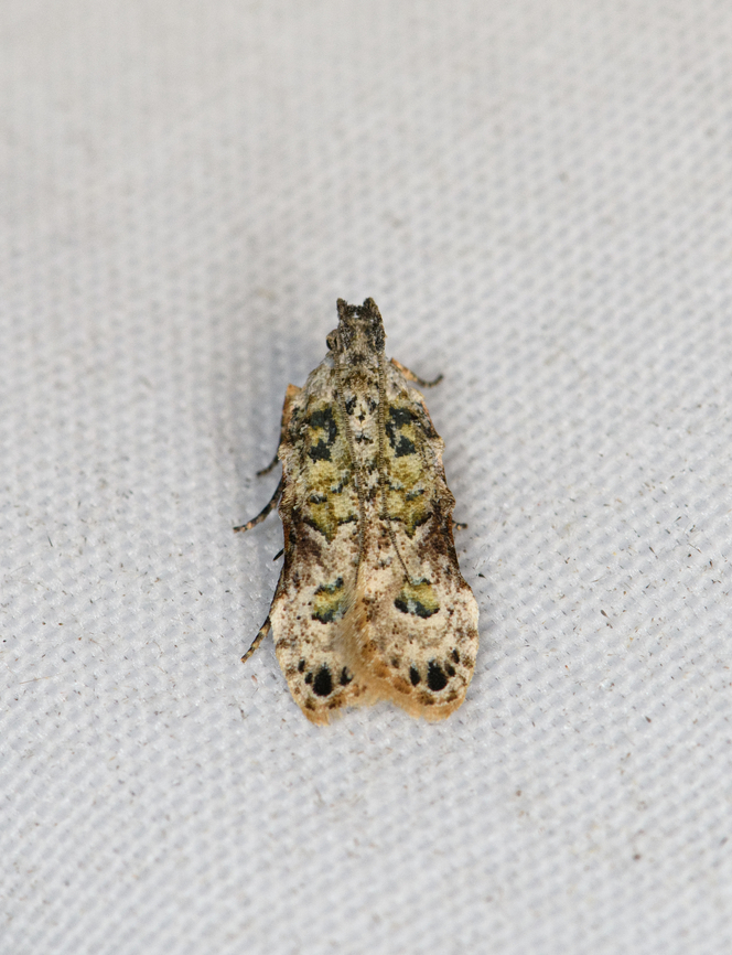Tiny Tortricidae, Minggre, Arfak Mountains, Papua  Arfak Mountains,Australia (continent),Geotagged,Indonesia,Minggre,New Guinea,Papua,Papua 2023,Spring,Vogelkop,West Papua,Western New Guinea