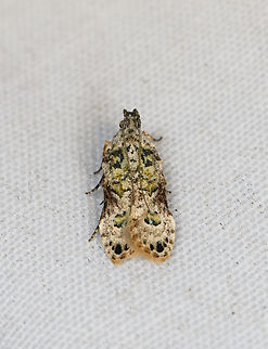 Tiny Tortricidae, Minggre, Arfak Mountains, Papua  Arfak Mountains,Australia (continent),Geotagged,Indonesia,Minggre,New Guinea,Papua,Papua 2023,Spring,Vogelkop,West Papua,Western New Guinea