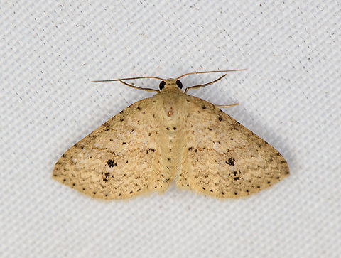Small Moth, Minggre, Arfak Mountains, Papua  Arfak Mountains,Australia (continent),Geotagged,Indonesia,Minggre,New Guinea,Papua,Papua 2023,Spring,Vogelkop,West Papua,Western New Guinea