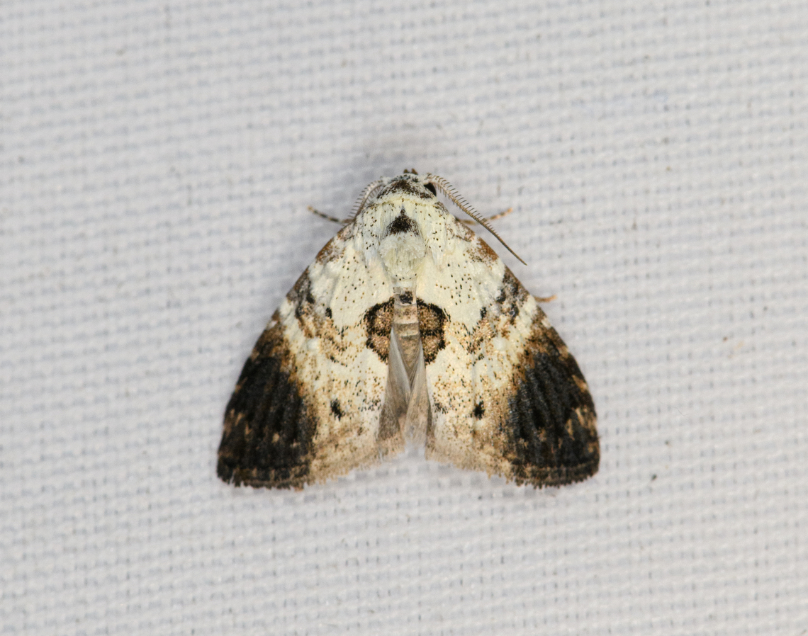 Unknown Moth, Minggre, Arfak Mountains, Papua  Arfak Mountains,Australia (continent),Geotagged,Indonesia,Minggre,New Guinea,Papua,Papua 2023,Spring,Vogelkop,West Papua,Western New Guinea
