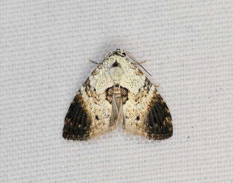 Unknown Moth, Minggre, Arfak Mountains, Papua  Arfak Mountains,Australia (continent),Geotagged,Indonesia,Minggre,New Guinea,Papua,Papua 2023,Spring,Vogelkop,West Papua,Western New Guinea