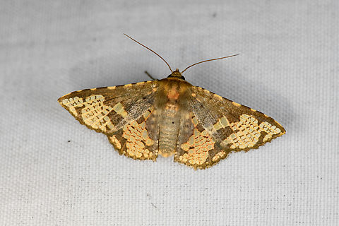 Unknown Moth, Minggre, Arfak Mountains, Papua  Arfak Mountains,Australia (continent),Geotagged,Indonesia,Minggre,New Guinea,Papua,Papua 2023,Spring,Vogelkop,West Papua,Western New Guinea