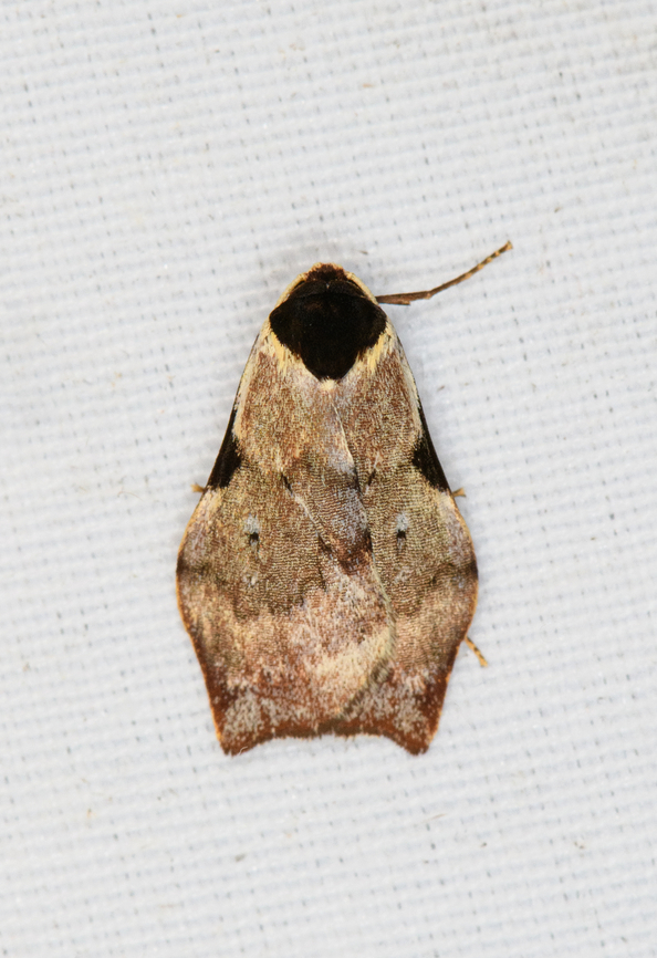Macaduma costimacula, Minggre, Arfak Mountains, Papua  Arfak Mountains,Australia (continent),Geotagged,Indonesia,Macaduma costimacula,Minggre,New Guinea,Papua,Papua 2023,Spring,Vogelkop,West Papua,Western New Guinea