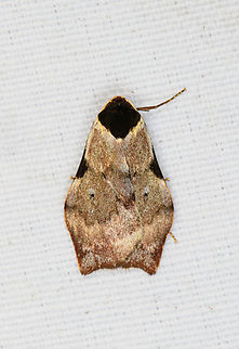 Macaduma costimacula