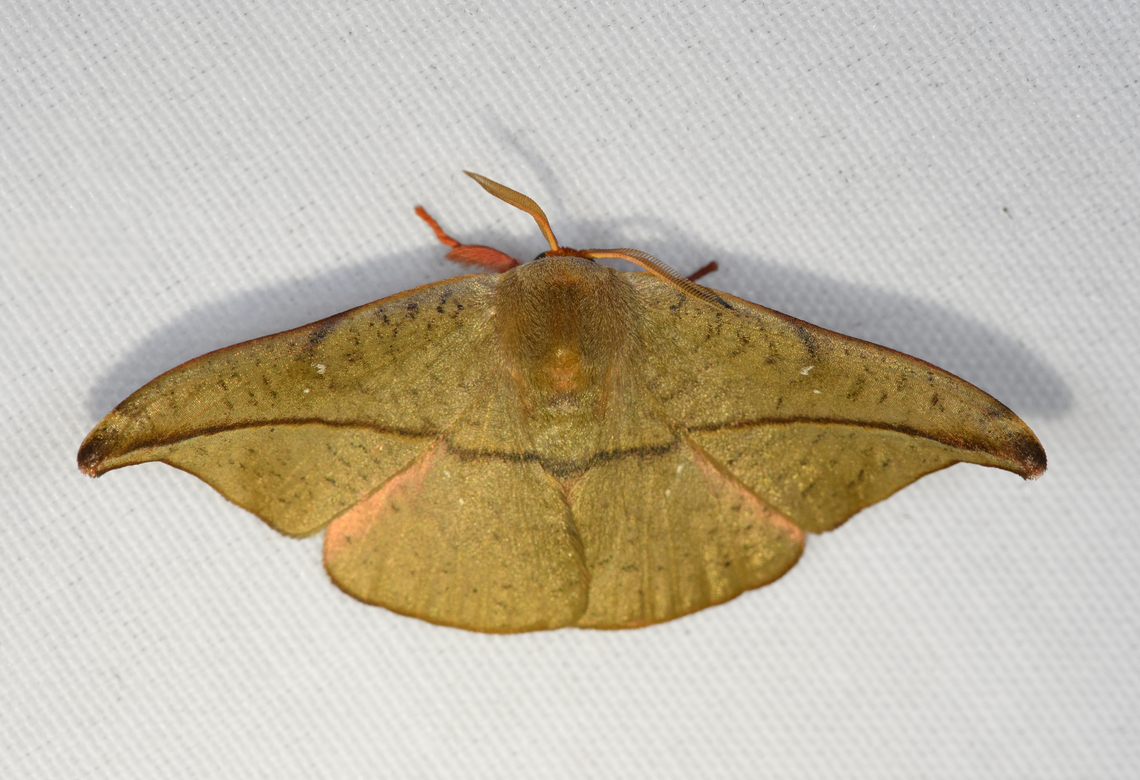 Oreta insignis, Minggre, Arfak Mountains, Papua Reference:<br />
<a href="https://fieldguide.ai/figure/59e8b3368f0e37229e7ceb98/detail?profile=figures&amp;category=59bb3590929d3d10ea9ebc3c" rel="nofollow">https://fieldguide.ai/figure/59e8b3368f0e37229e7ceb98/detail?profile=figures&amp;category=59bb3590929d3d10ea9ebc3c</a><br />
<br />
Tentative ID because it seems out of range. Arfak Mountains,Australia (continent),Geotagged,Indonesia,Minggre,New Guinea,Oreta insignis,Papua,Papua 2023,Spring,Vogelkop,West Papua,Western New Guinea