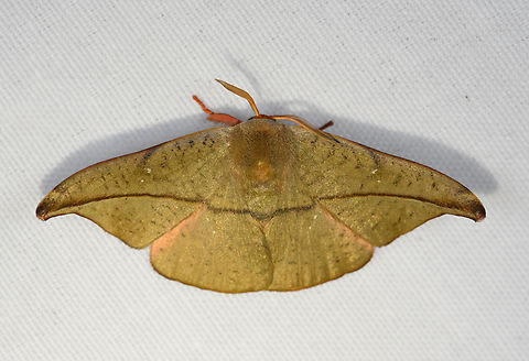 Oreta insignis, Minggre, Arfak Mountains, Papua Reference:
https://fieldguide.ai/figure/59e8b3368f0e37229e7ceb98/detail?profile=figures&category=59bb3590929d3d10ea9ebc3c

Tentative ID because it seems out of range. Arfak Mountains,Australia (continent),Geotagged,Indonesia,Minggre,New Guinea,Oreta insignis,Papua,Papua 2023,Spring,Vogelkop,West Papua,Western New Guinea