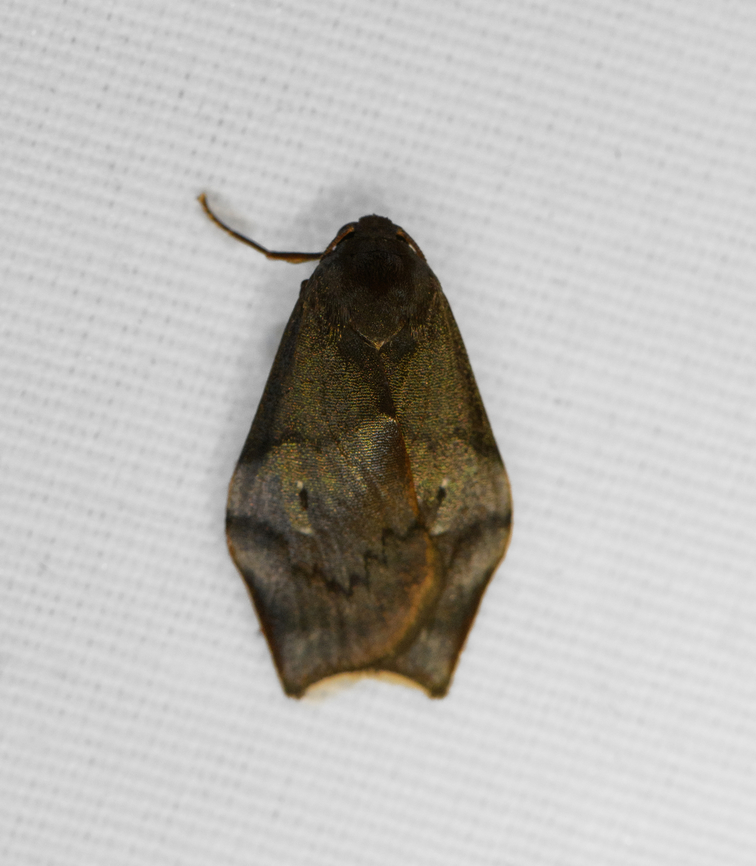 Macaduma sp., Minggre, Arfak Mountains, Papua  Arfak Mountains,Australia (continent),Geotagged,Indonesia,Minggre,New Guinea,Papua,Papua 2023,Spring,Vogelkop,West Papua,Western New Guinea