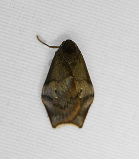 Macaduma sp., Minggre, Arfak Mountains, Papua  Arfak Mountains,Australia (continent),Geotagged,Indonesia,Minggre,New Guinea,Papua,Papua 2023,Spring,Vogelkop,West Papua,Western New Guinea