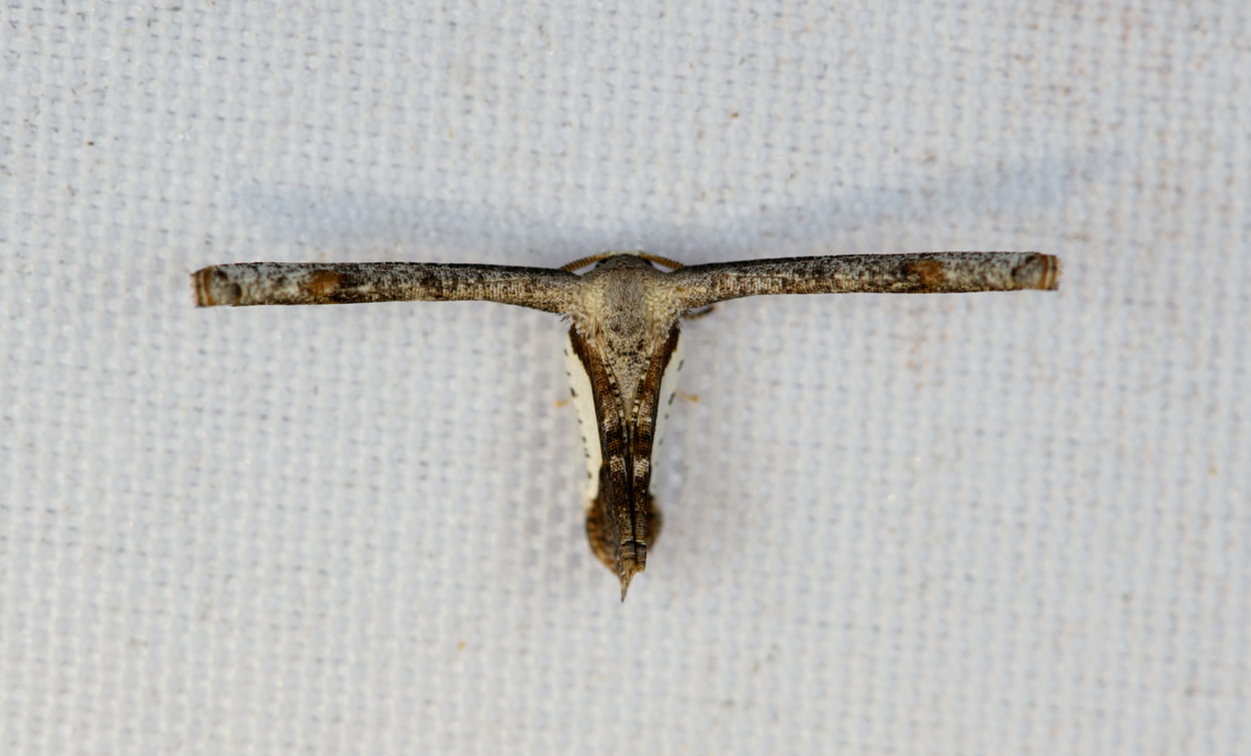 Phazaca decorata, Minggre, Arfak Mountains, Papua  Arfak Mountains,Australia (continent),Geotagged,Indonesia,Minggre,New Guinea,Papua,Papua 2023,Phazaca decorata,Spring,Vogelkop,West Papua,Western New Guinea