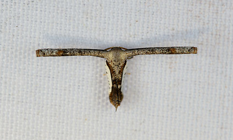 Phazaca decorata, Minggre, Arfak Mountains, Papua  Arfak Mountains,Australia (continent),Geotagged,Indonesia,Minggre,New Guinea,Papua,Papua 2023,Phazaca decorata,Spring,Vogelkop,West Papua,Western New Guinea