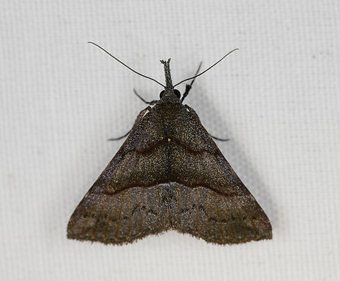 Hypeninae, Minggre, Arfak Mountains, Papua  Arfak Mountains,Australia (continent),Geotagged,Indonesia,Minggre,New Guinea,Papua,Papua 2023,Spring,Vogelkop,West Papua,Western New Guinea