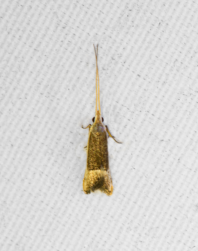 Long-horned Moth, Minggre, Arfak Mountains, Papua  Arfak Mountains,Australia (continent),Geotagged,Indonesia,Minggre,New Guinea,Papua,Papua 2023,Spring,Vogelkop,West Papua,Western New Guinea