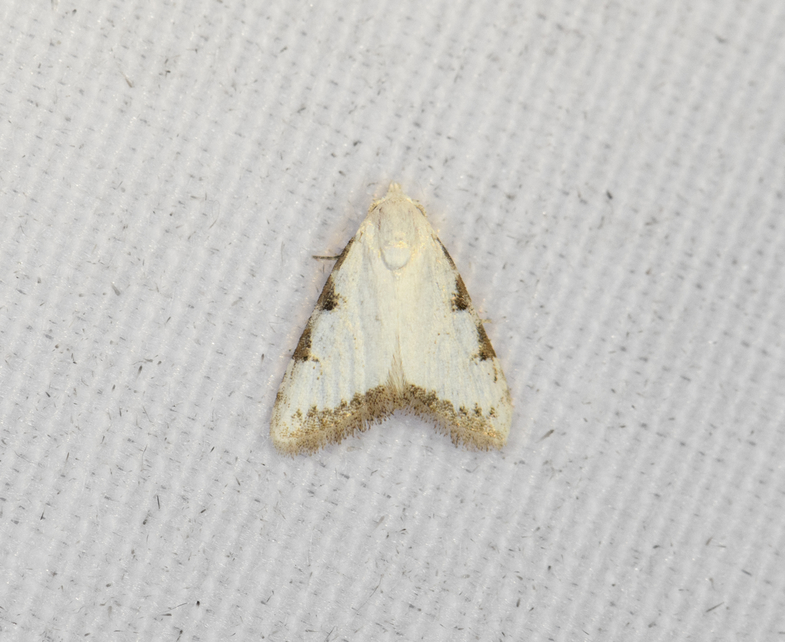 Lithosiini?, Minggre, Arfak Mountains, Papua  Arfak Mountains,Australia (continent),Geotagged,Indonesia,Minggre,New Guinea,Papua,Papua 2023,Spring,Vogelkop,West Papua,Western New Guinea