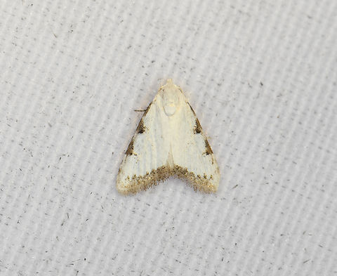 Lithosiini?, Minggre, Arfak Mountains, Papua  Arfak Mountains,Australia (continent),Geotagged,Indonesia,Minggre,New Guinea,Papua,Papua 2023,Spring,Vogelkop,West Papua,Western New Guinea