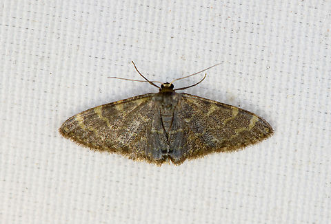 Brown Moth with yellow bands, Minggre, Arfak Mountains, Papua  Arfak Mountains,Australia (continent),Geotagged,Indonesia,Minggre,New Guinea,Papua,Papua 2023,Spring,Vogelkop,West Papua,Western New Guinea