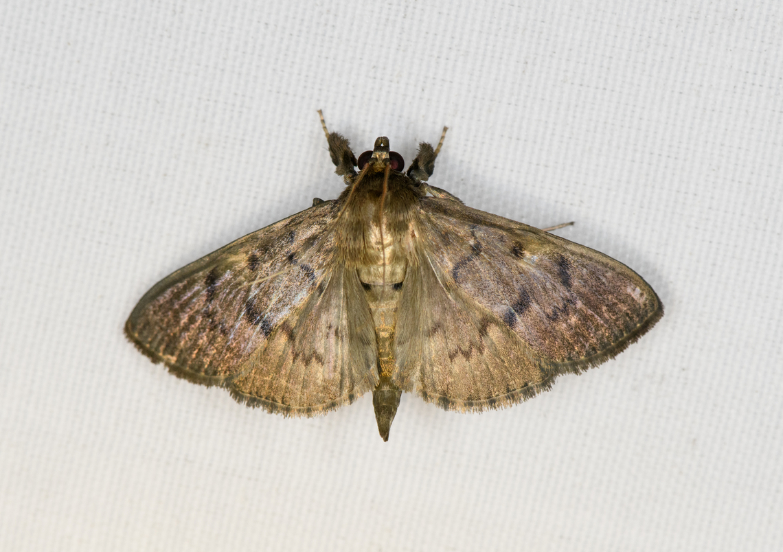 Crambidae, Minggre, Arfak Mountains, Papua Looks similar to Herpetogramma stultalis but that species does not seem to have the leg warmers. Arfak Mountains,Australia (continent),Geotagged,Indonesia,Minggre,New Guinea,Papua,Papua 2023,Spring,Vogelkop,West Papua,Western New Guinea