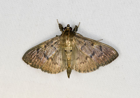 Crambidae, Minggre, Arfak Mountains, Papua Looks similar to Herpetogramma stultalis but that species does not seem to have the leg warmers. Arfak Mountains,Australia (continent),Geotagged,Indonesia,Minggre,New Guinea,Papua,Papua 2023,Spring,Vogelkop,West Papua,Western New Guinea