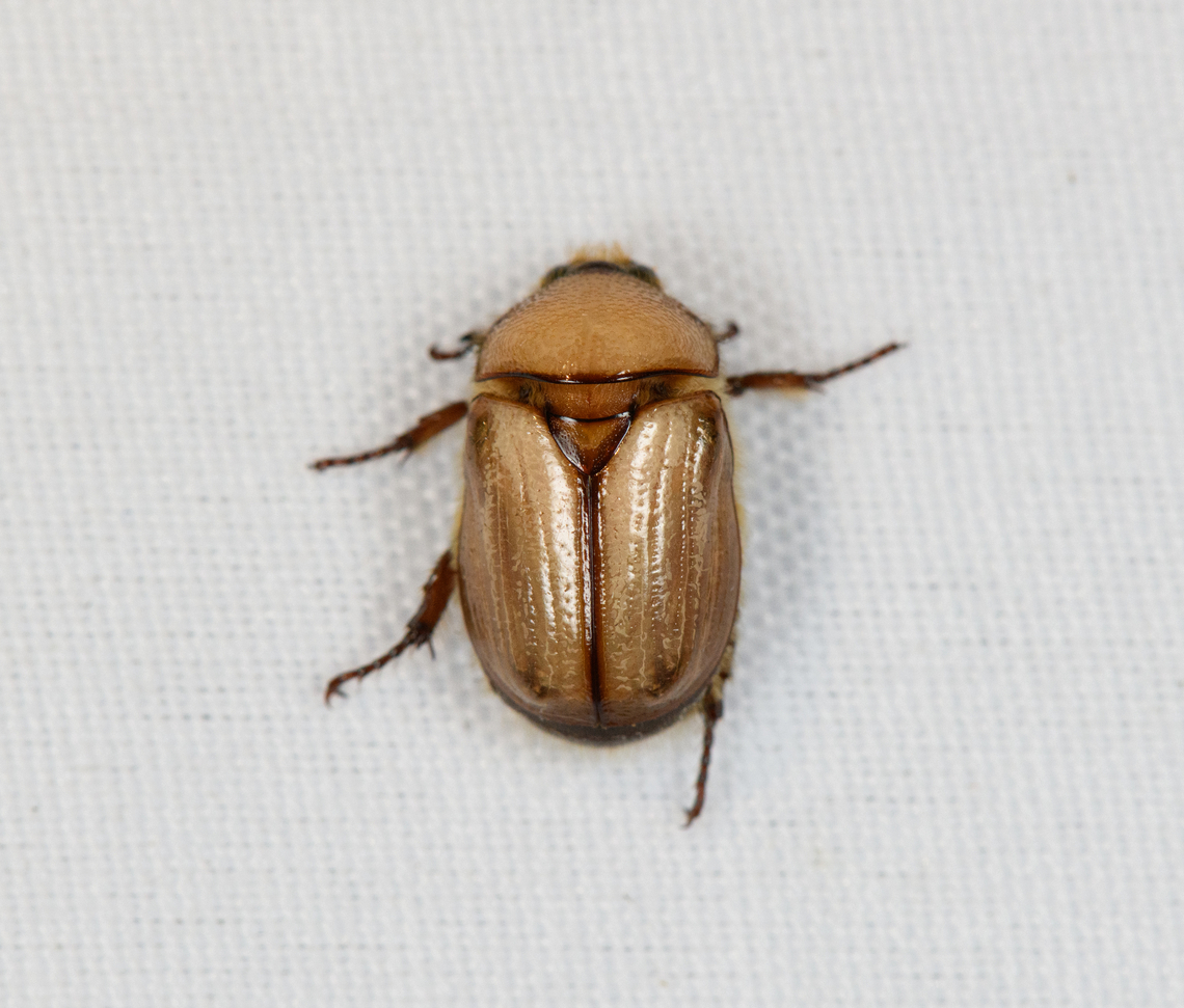 Scarab beetle, Minggre, Arfak Mountains, Papua  Arfak Mountains,Australia (continent),Geotagged,Indonesia,Minggre,New Guinea,Papua,Papua 2023,Spring,Vogelkop,West Papua,Western New Guinea