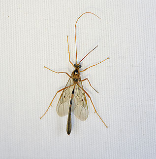 Ichneumonid Wasp, Minggre, Arfak Mountains, Papua Possibly Enicospilus sp. Arfak Mountains,Australia (continent),Geotagged,Indonesia,Minggre,New Guinea,Papua,Papua 2023,Spring,Vogelkop,West Papua,Western New Guinea